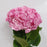 Hydrangea (Imported) - Pink