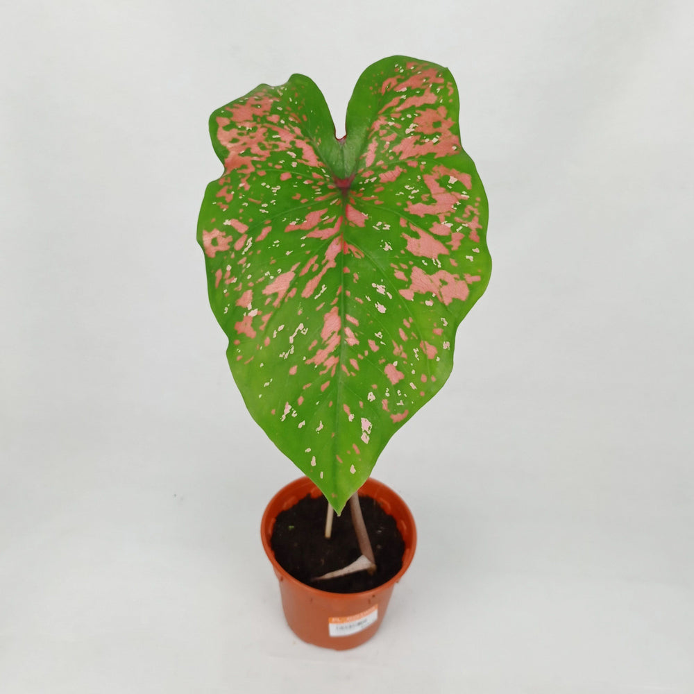 Pot Caladium - Mix