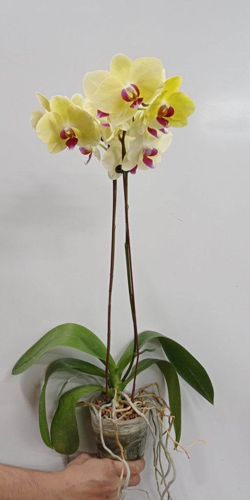 Pot Phalaenopsis Twin Stem A (Local) - Mix