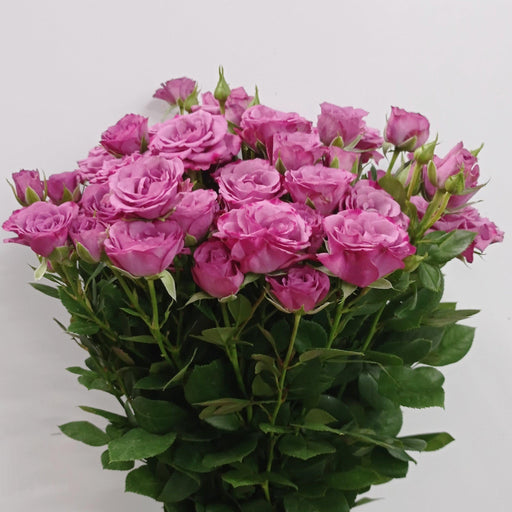 Fully Bloom Rose Spray (Imported) - Mix [Clearance Stock]