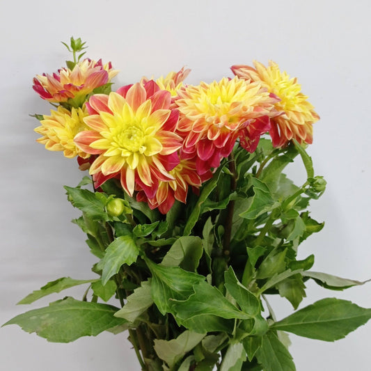 Dahlia  - 2 Tone Yellow Brown