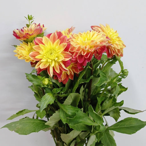 Dahlia (Imported) - 2 Tone Yellow Brown