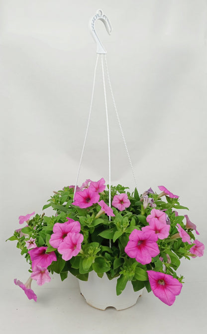 Pot Petunia Mix  - Mix