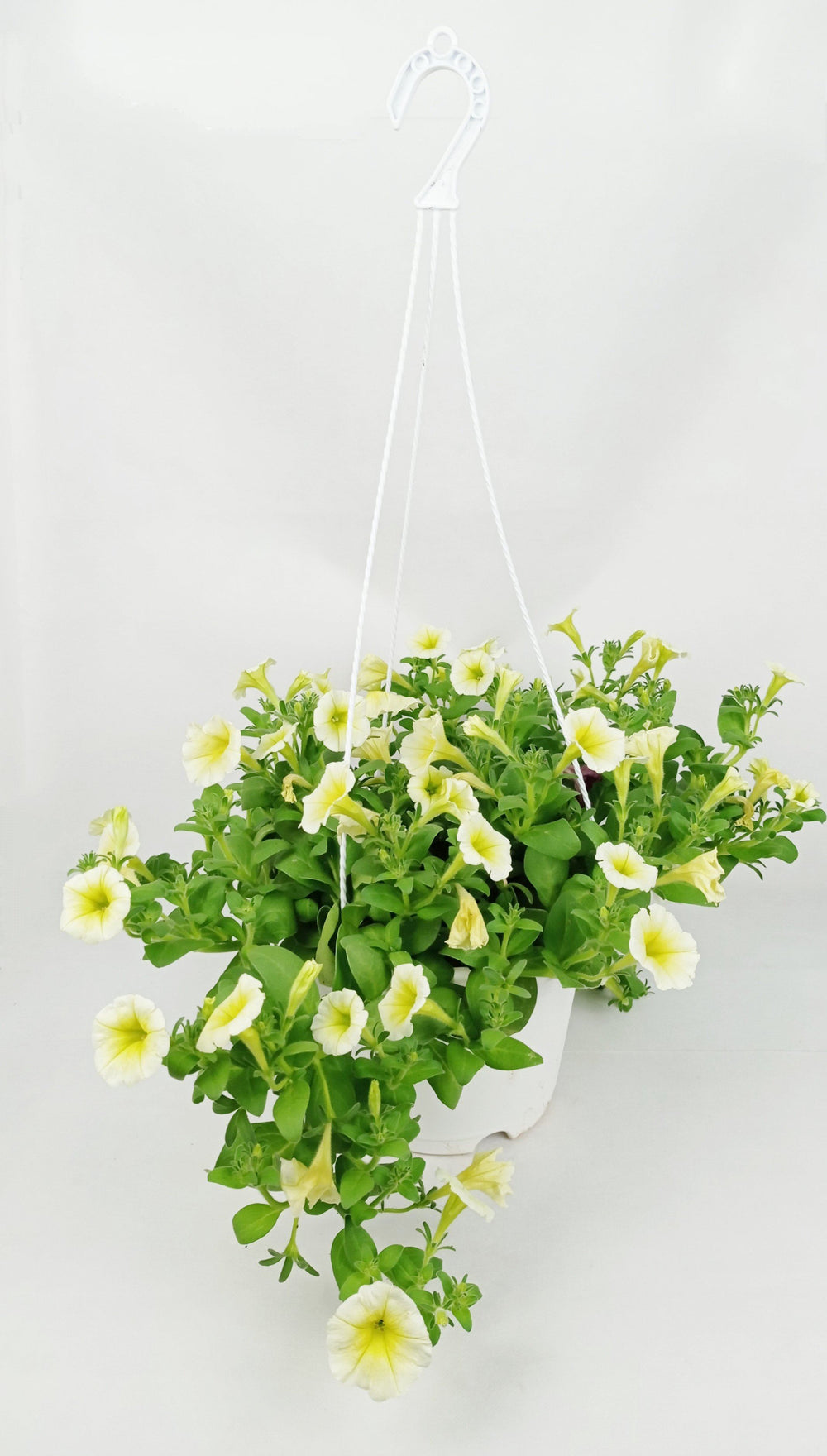 Pot Petunia Mix  - Mix