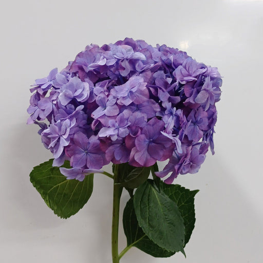 Hydrangea (Imported) - Purple