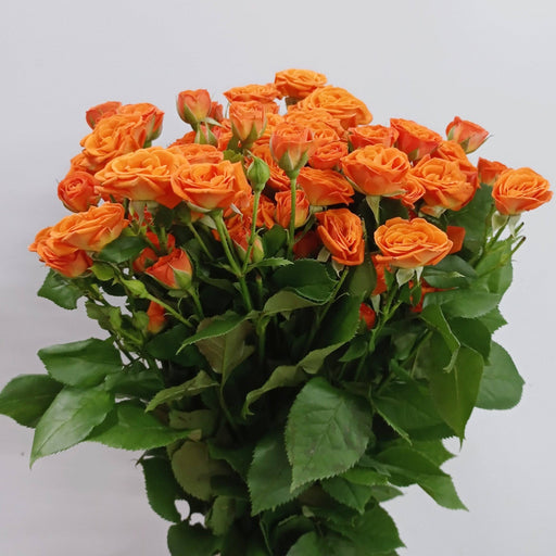 Spray Rose (Imported) - Orange