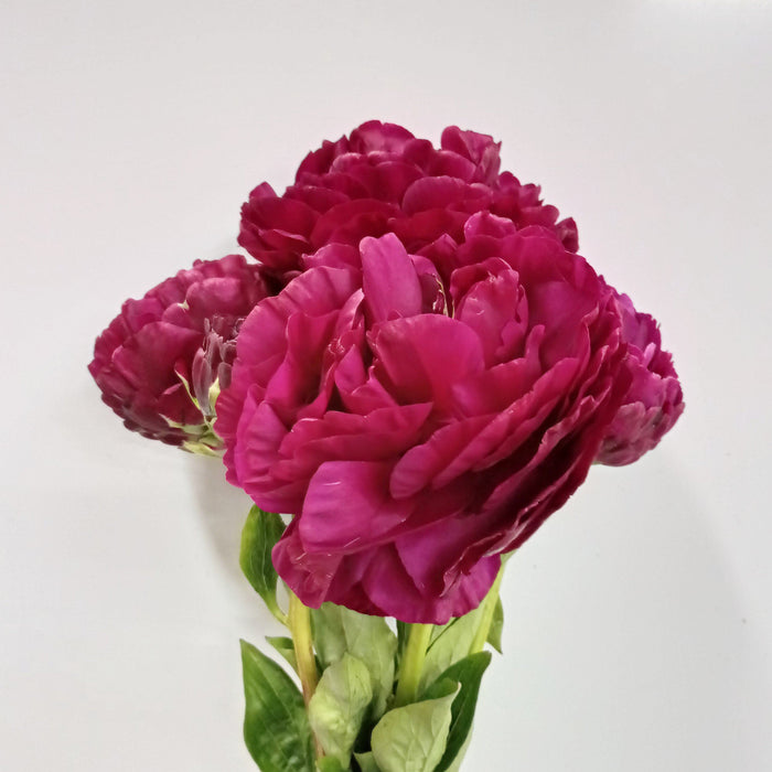 Peony Command Performance (Imported) - Cherry Pink