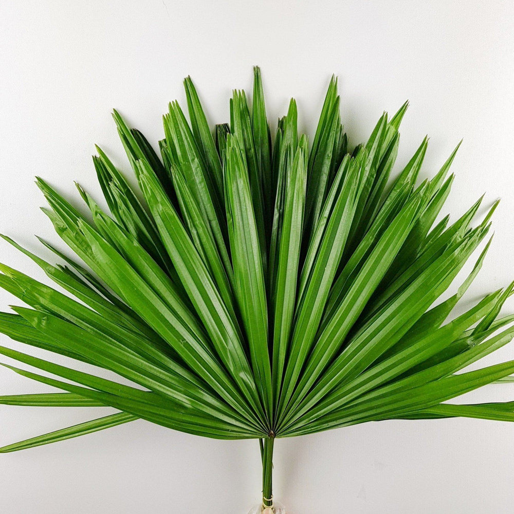 five finger indoor plant Five Finger Leaf