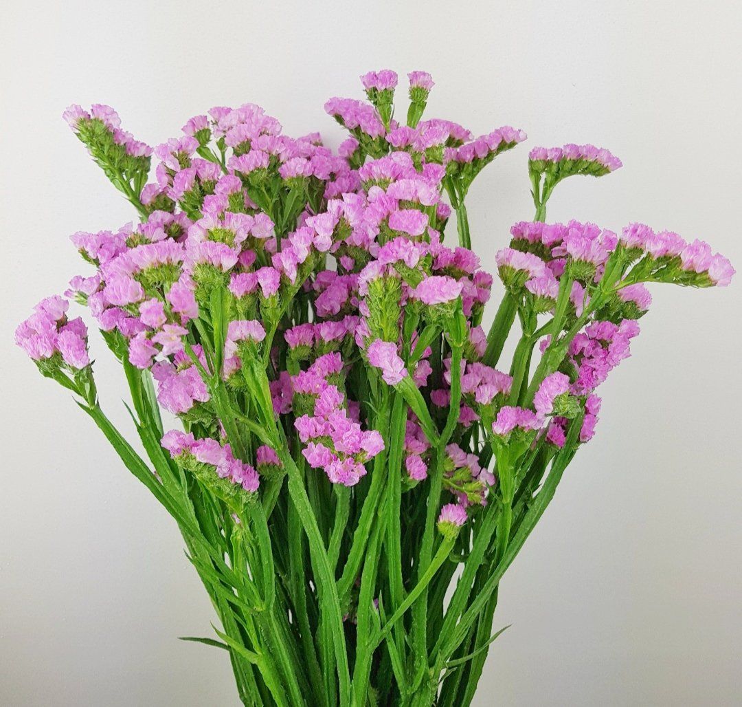 Statice - Pink – Floristika.com.my