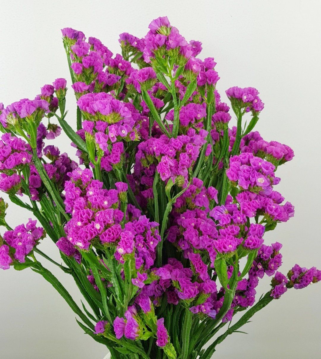 Statice - Shocking Pink – Floristika.com.my