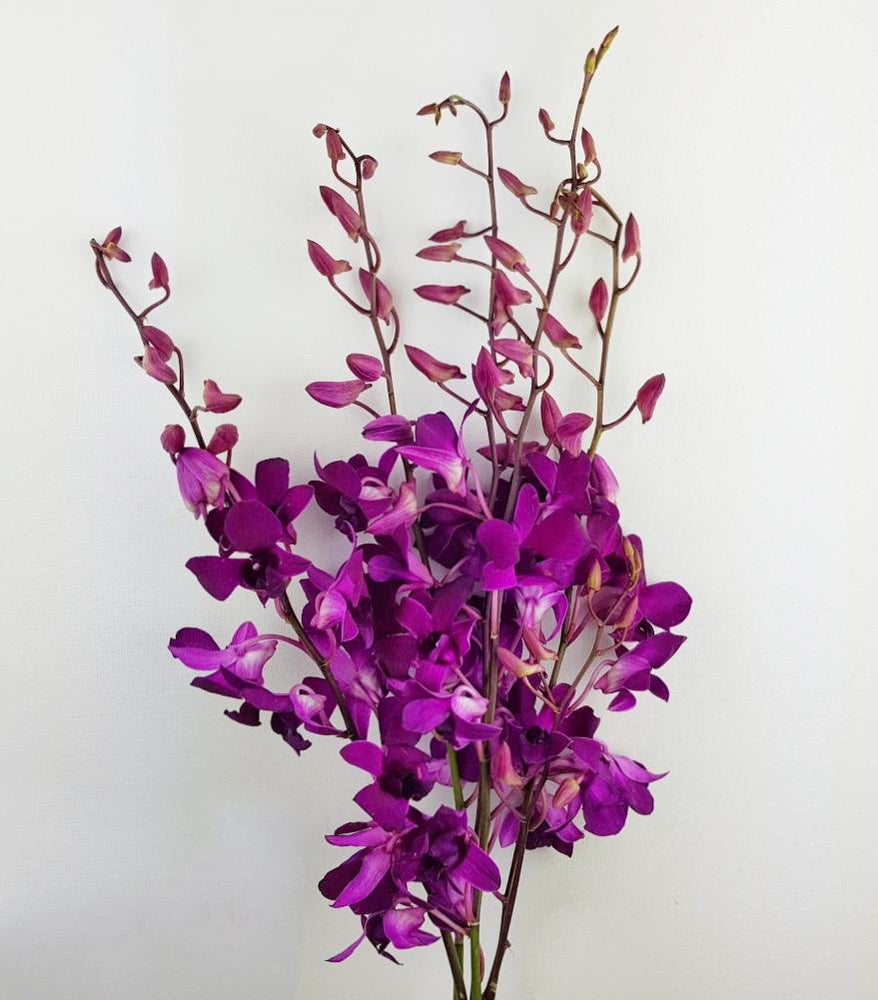 Orchid (Local) - Dark Purple