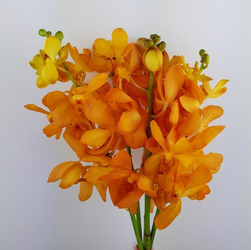 Orchid (Local) - Gold