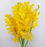 Orchid (Local) - Yellow