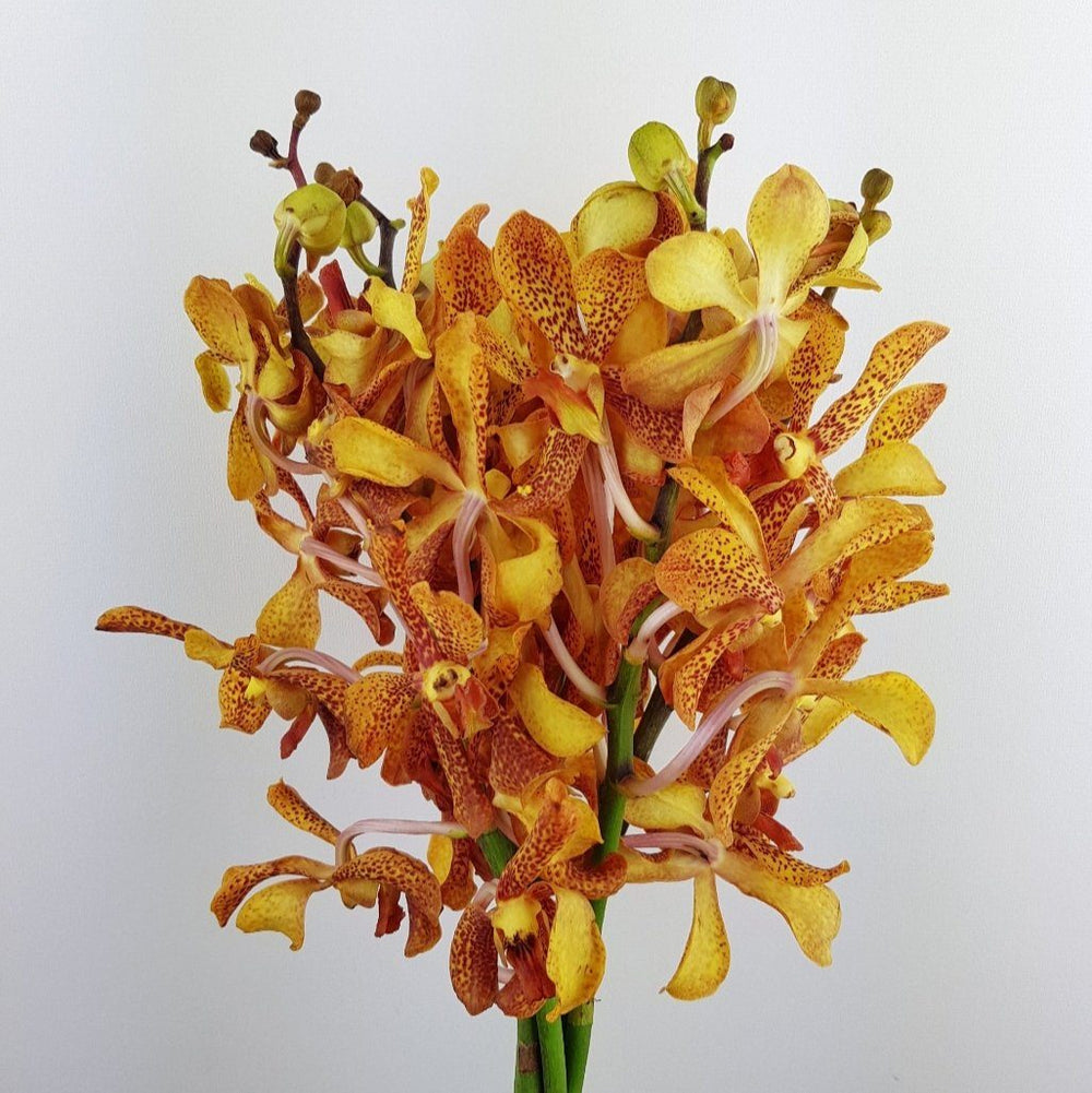 Orchid Mokara (M) - Orange