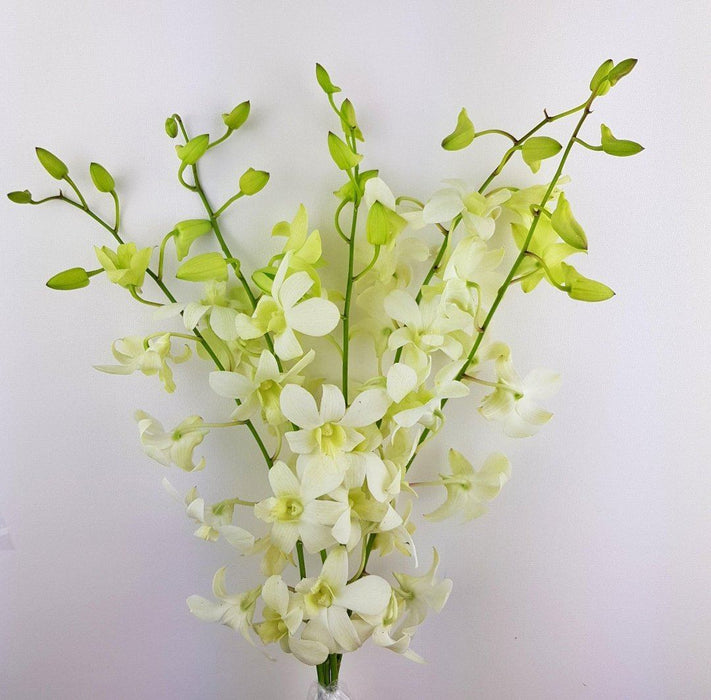 Orchid (Local) - White