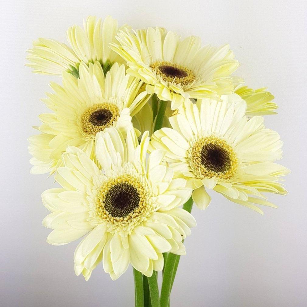 Gerbera - Cream – Floristika.com.my