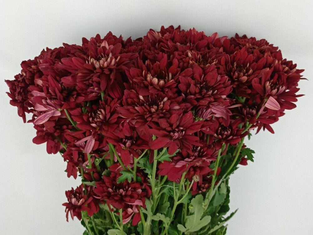 Mini Pom Pom - Assorted Colours