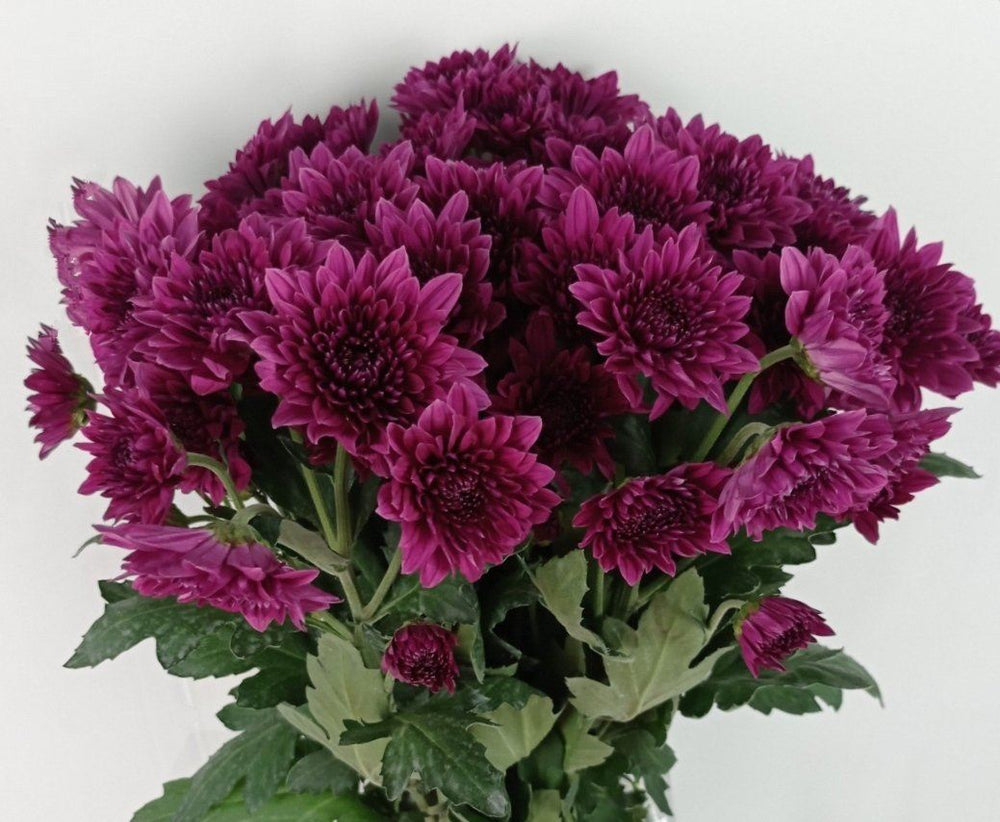 Fully Bloom Pom Pom - Mix [Clearance Stock]