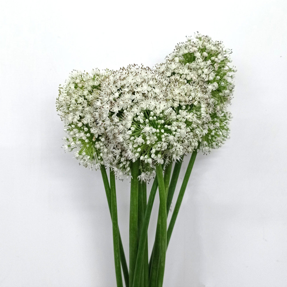 Allium (Local) - White