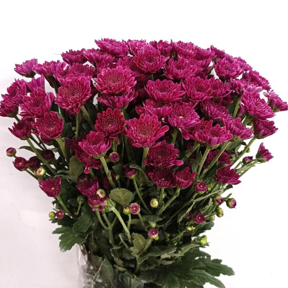 Fully Bloom Pom Pom - Mix [Clearance Stock]