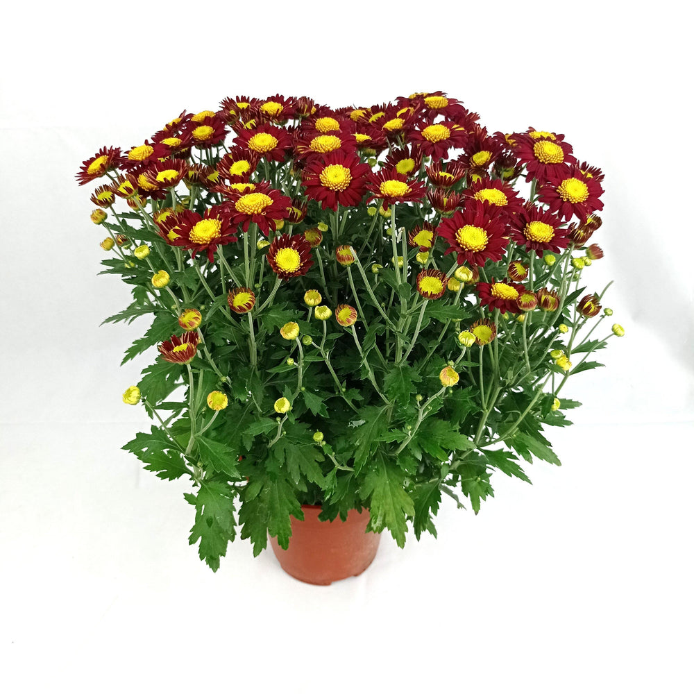 Chrysanthemum (S) - P150
