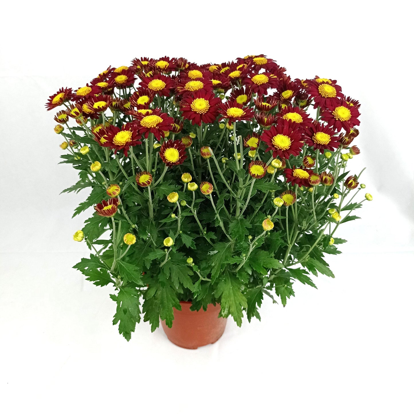 Chrysanthemum (S) - P150