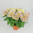 Chrysanthemum (S) - P150