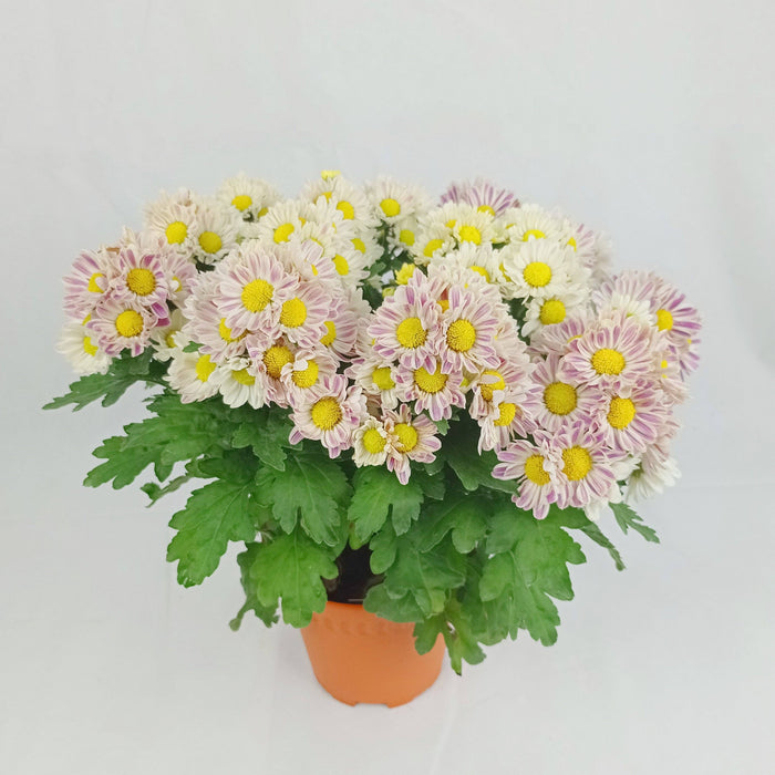 Chrysanthemum (S)