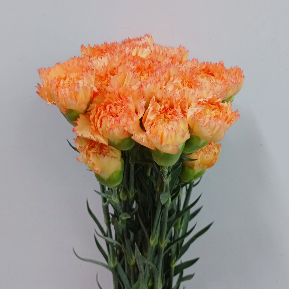 Carnation - 2 Tone Yellow Red