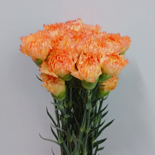Carnations (Imported) - 2 Tone Yellow Red