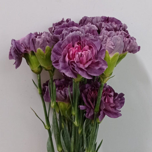 Carnation - 2 Tone Purple