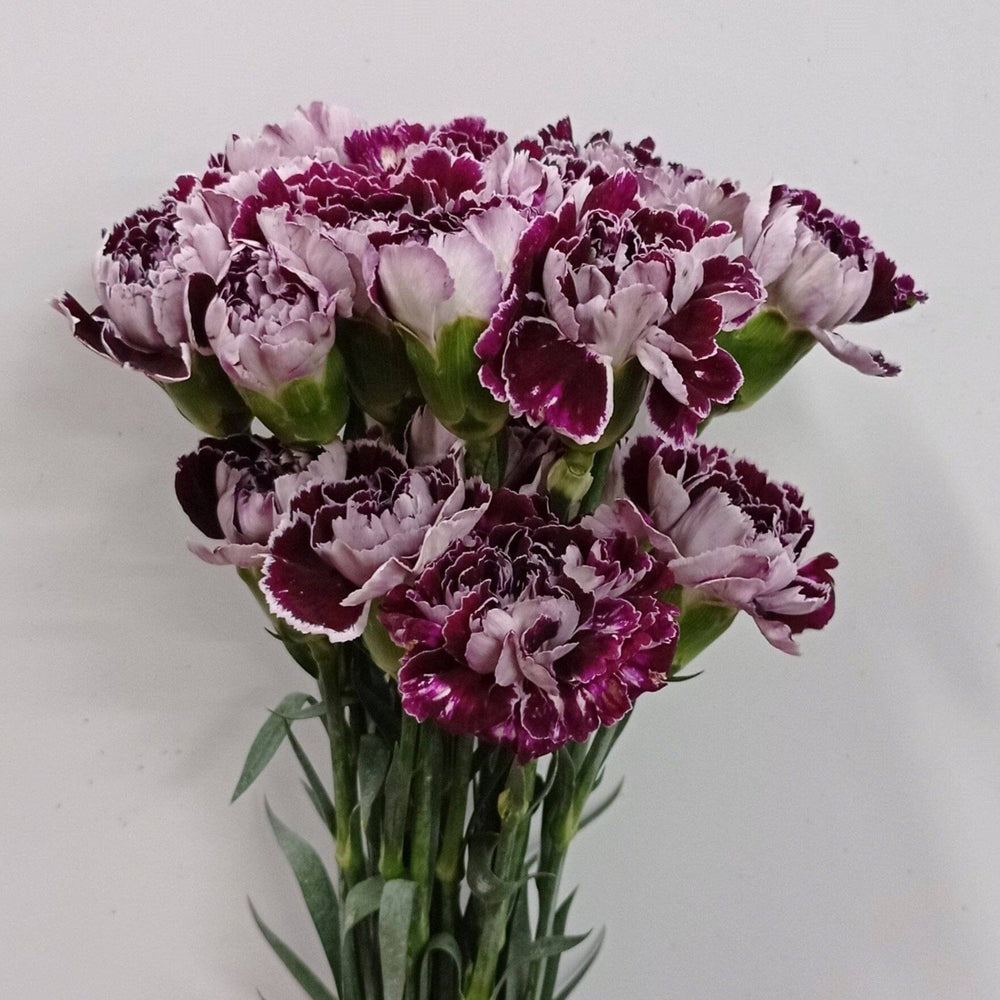 Carnation - 2 Tone Purple White