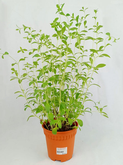 Pot Stevia (Local) - Green