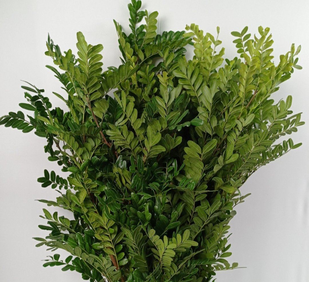 Fully Bloom Pistachia (Imported) - Green [Clearance Stock]