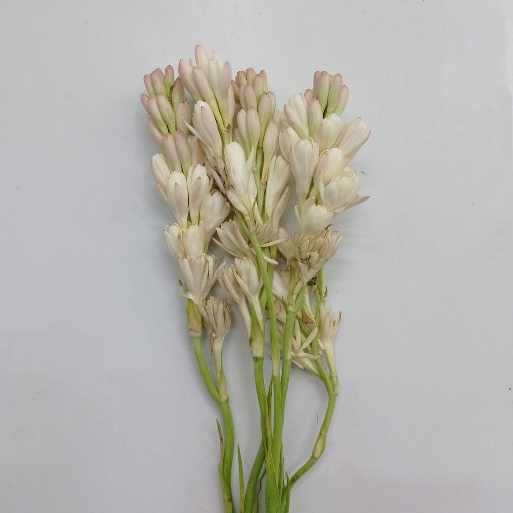 Fully Bloom Tuberosa - White [Clearance Stock]