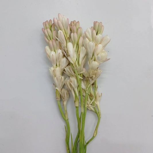 Fully Bloom Tuberosa - White [Clearance Stock]