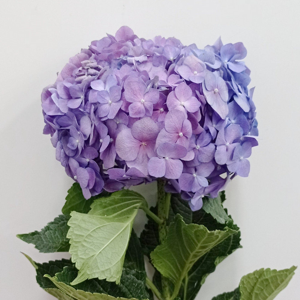 Hydrangea (Imported) - Light Purple