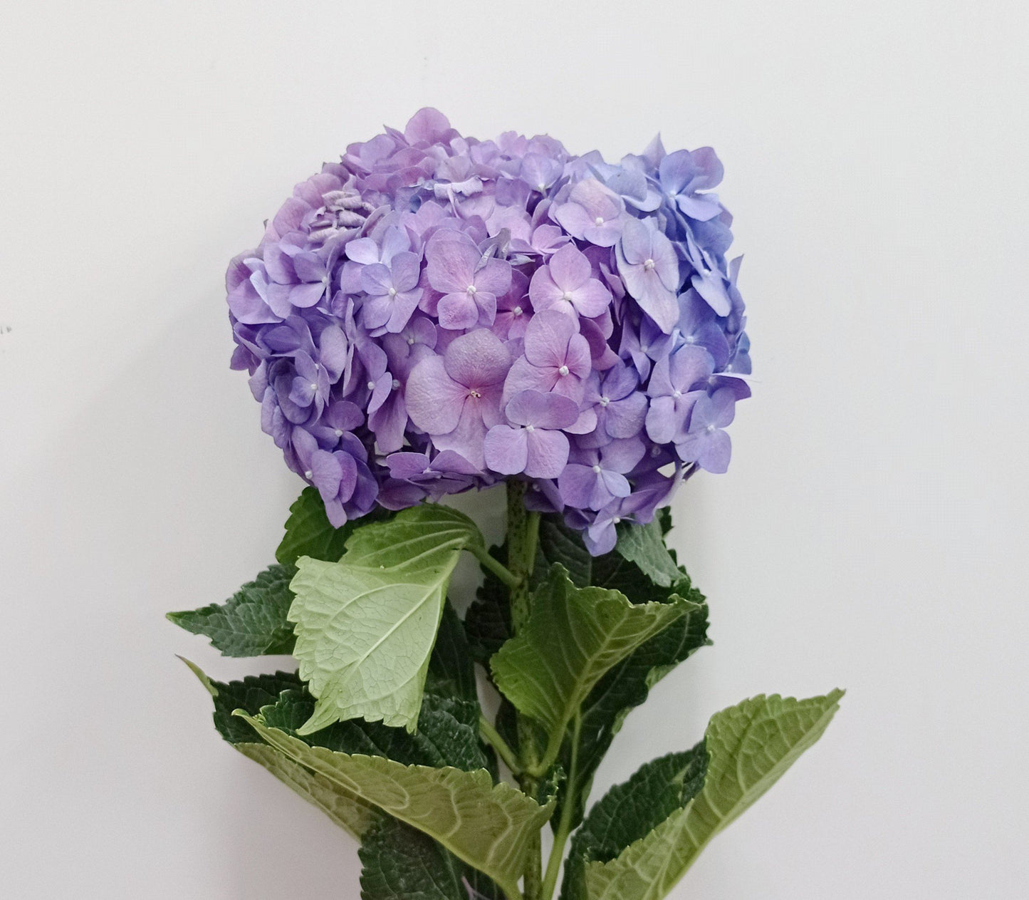 Hydrangea - Purple | Floristika Malaysia