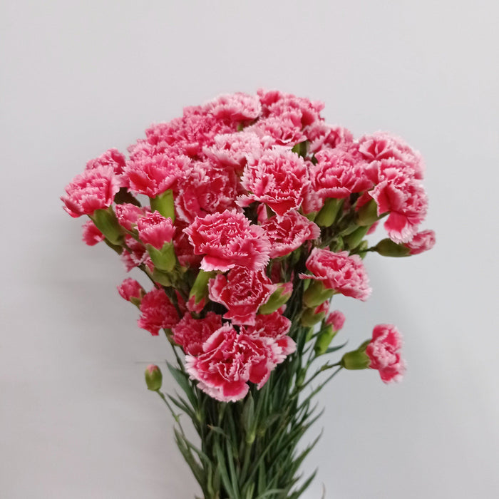 Spray Carnation (Imported) - 2 Tone Red White