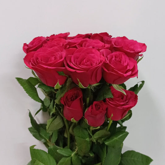 [Full Bloom] Rose Taj Mahal In (Imported) - Mix [Clearance Stock]