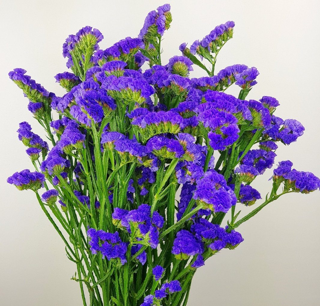 [Buy 1 Free 1] Fully Bloom Statice - Mix [Clearance Stock]