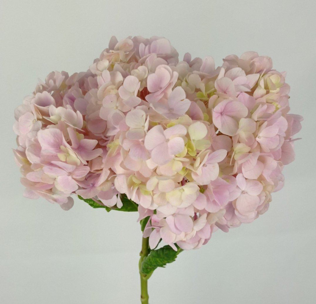 Fully Bloom Hydrangea - Mix [Clearance Stock]
