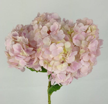 Fully Bloom Hydrangea - Mix [Clearance Stock]