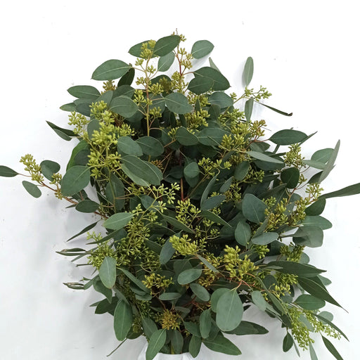 Eucalyptus Populus With Berry (Imported) - Green