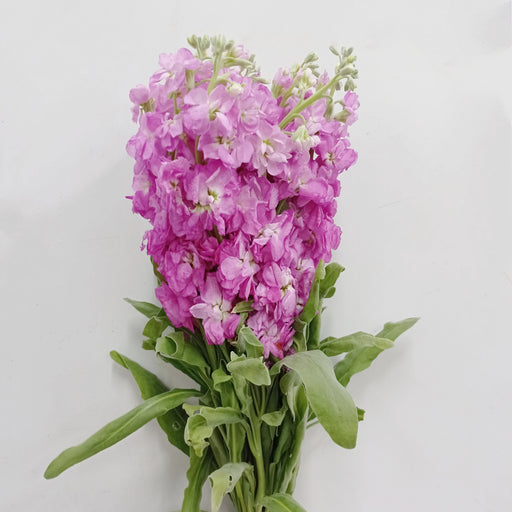Matthiola (Imported) - Sweet Pink