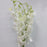 Orchid Premium (Imported) - White