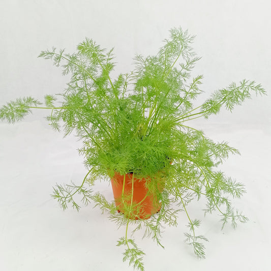 Pot Dill - Green