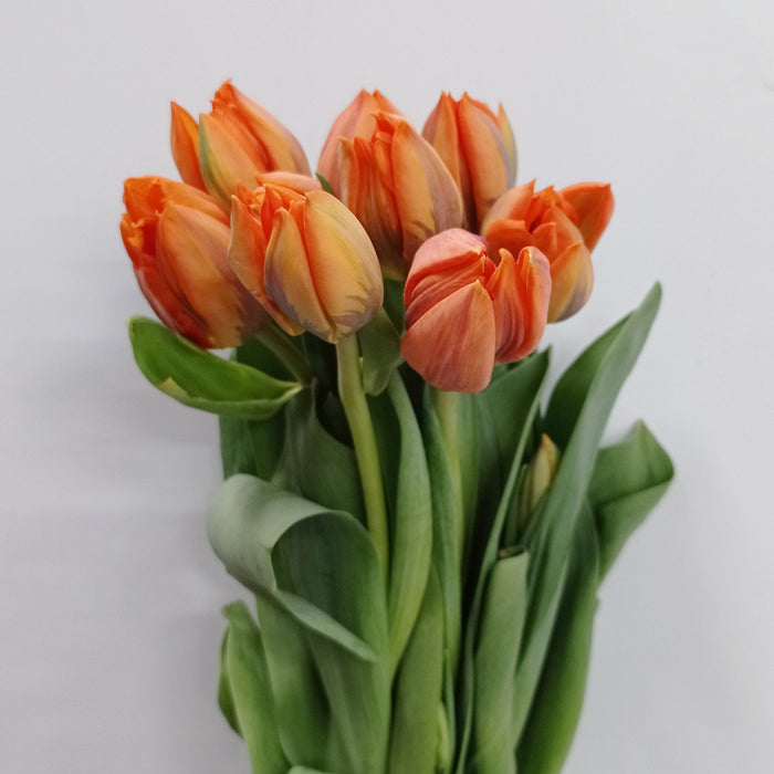Tulip Double Petal (Imported) - Orange