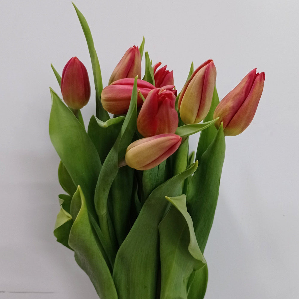 Fully Bloom Tulip - Mix [Clearance Stock]
