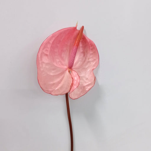 Anthurium (Local) - Pink